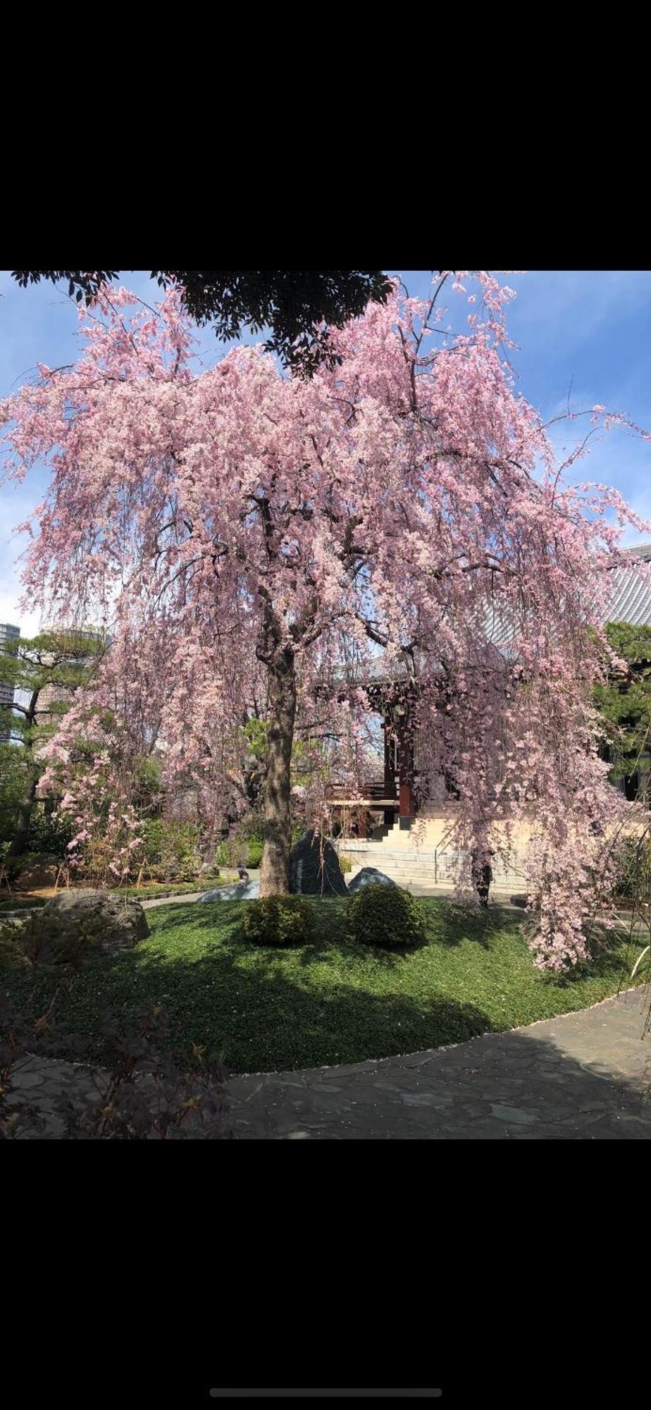 東京の港灣-tokyo Harbor -28 Square Meter King Size Garden * Präfektur Tokio