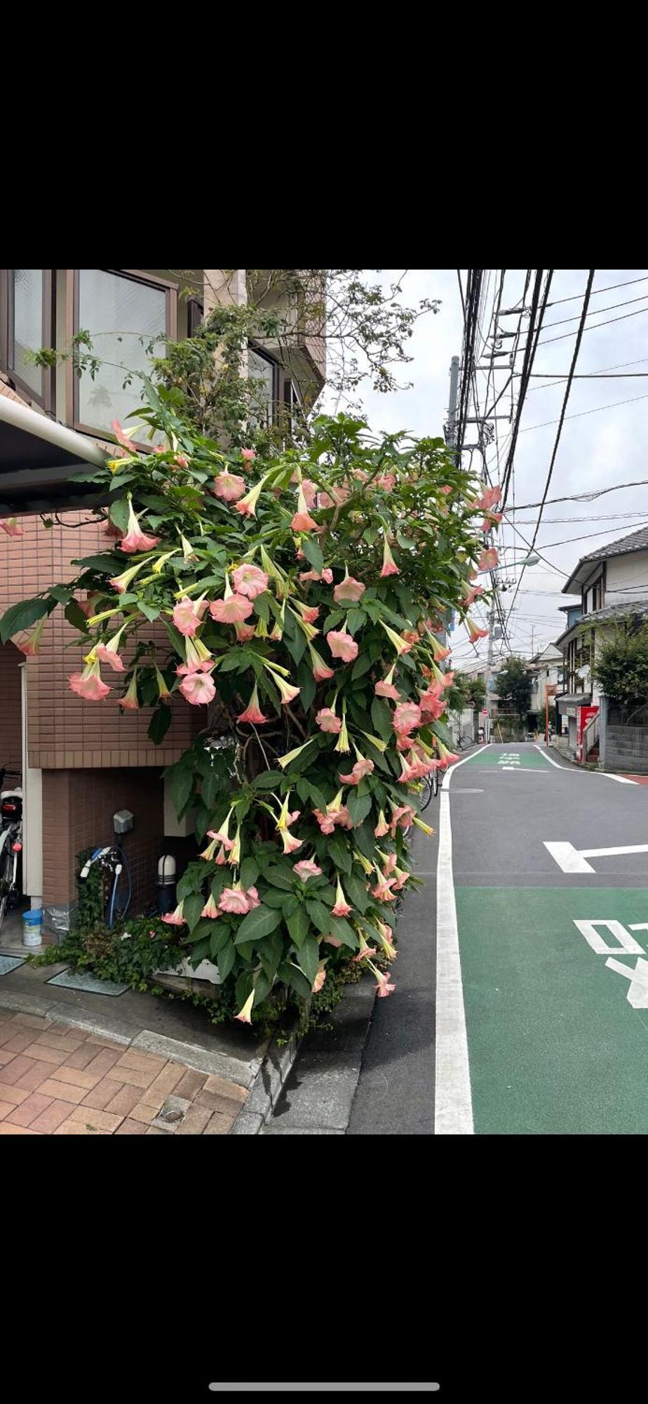 東京の港灣-tokyo Harbor -28 Square Meter King Size Garden Tóquio